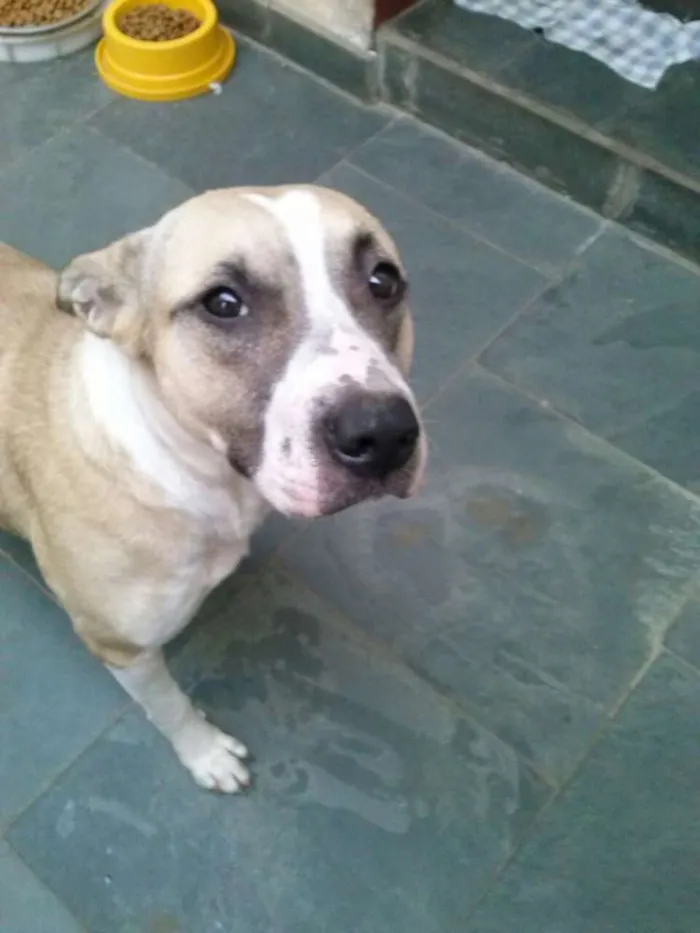 Cachorro ra a MIX idade  nome FLORA
