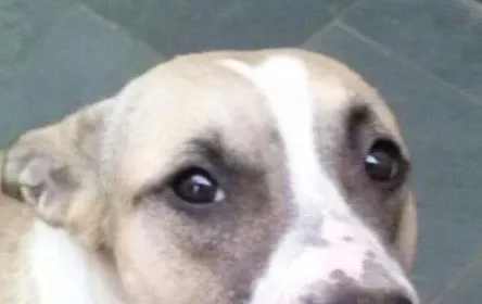 Cachorro ra a MIX idade  nome FLORA
