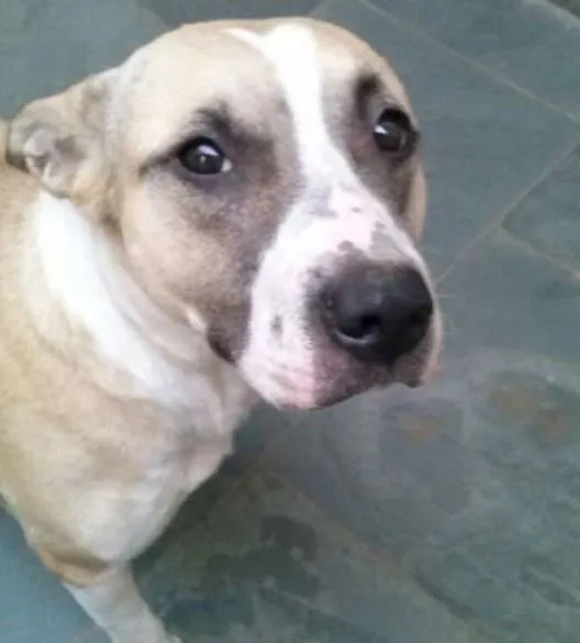 Cachorro ra a MIX idade  nome FLORA