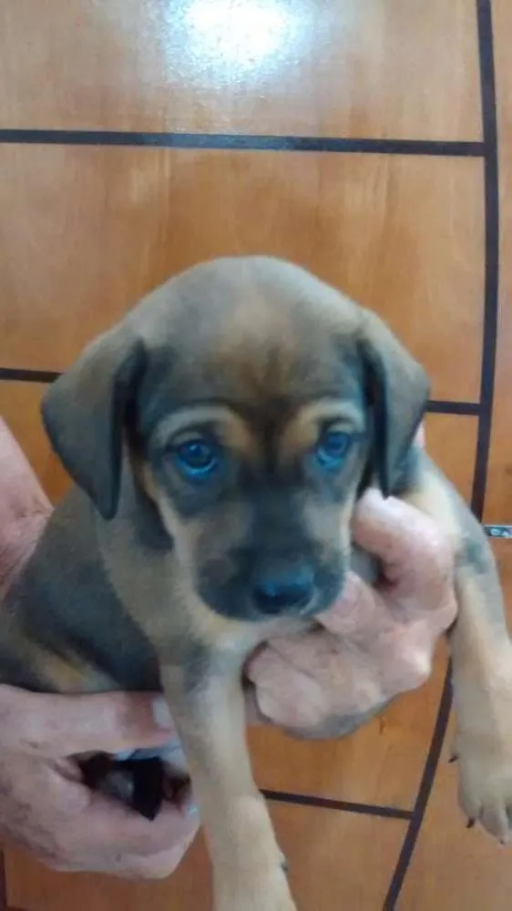 Cachorro ra a Não definida  idade 2 a 6 meses nome Rosa, adalia,nina