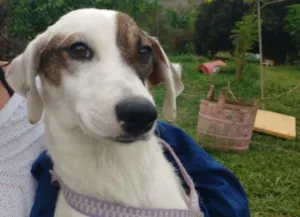 Cachorro raça SRD idade 7 a 11 meses nome GUERREIRO
