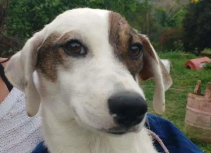 Cachorro ra a SRD idade 7 a 11 meses nome GUERREIRO