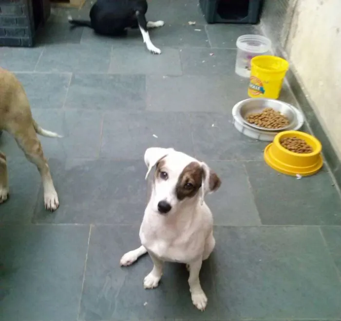 Cachorro ra a SRD idade 7 a 11 meses nome GUERREIRO