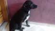 Pretinha