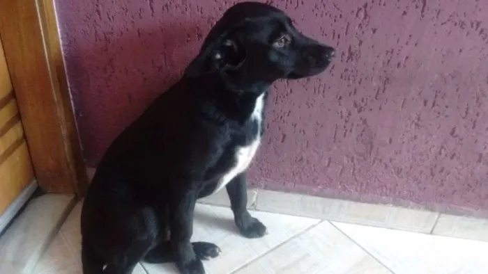 Cachorro ra a Indefinida idade 2 a 6 meses nome Pretinha