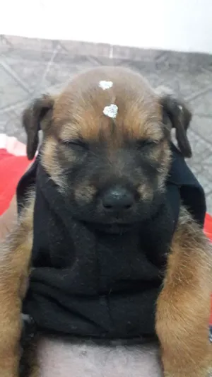 Cachorro raça Não sabemos idade 2 a 6 meses nome Mia