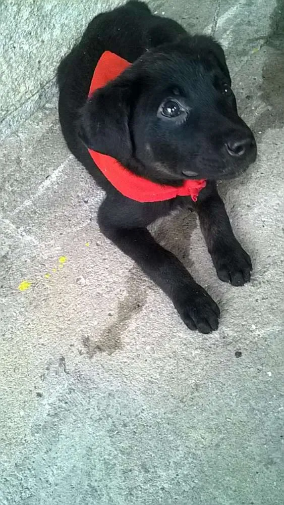 Cachorro ra a SRD idade 2 a 6 meses nome Massami e Amora