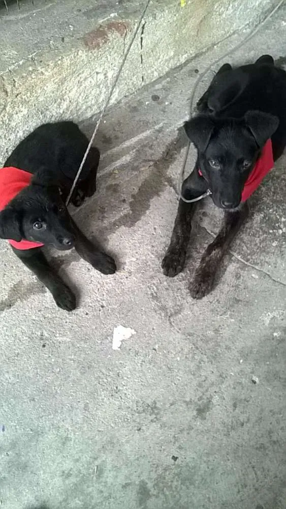 Cachorro ra a SRD idade 2 a 6 meses nome Massami e Amora