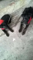 Massami e Amora