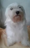 Bob
