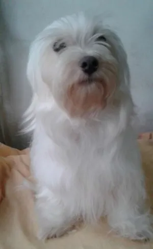 Cachorro raça Maltês  idade 3 anos nome Bob