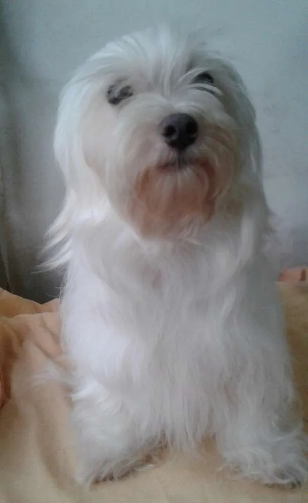 Cachorro ra a Maltês  idade 3 anos nome Bob