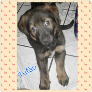 Cachorro raça MiX de pastor  idade Abaixo de 2 meses nome Tufão 