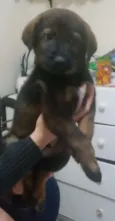 Tufão 