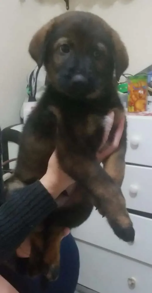 Cachorro ra a MiX de pastor  idade Abaixo de 2 meses nome Tufão 