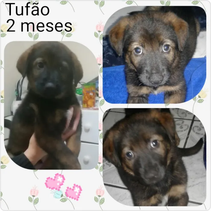 Cachorro ra a MiX de pastor  idade Abaixo de 2 meses nome Tufão 