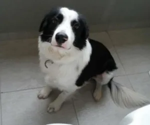 Cachorro raça BODER COLLIE idade 1 ano nome HÉRCULES