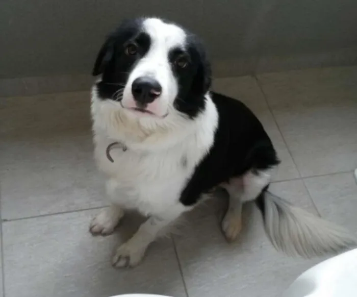 Cachorro ra a BODER COLLIE idade 1 ano nome HÉRCULES