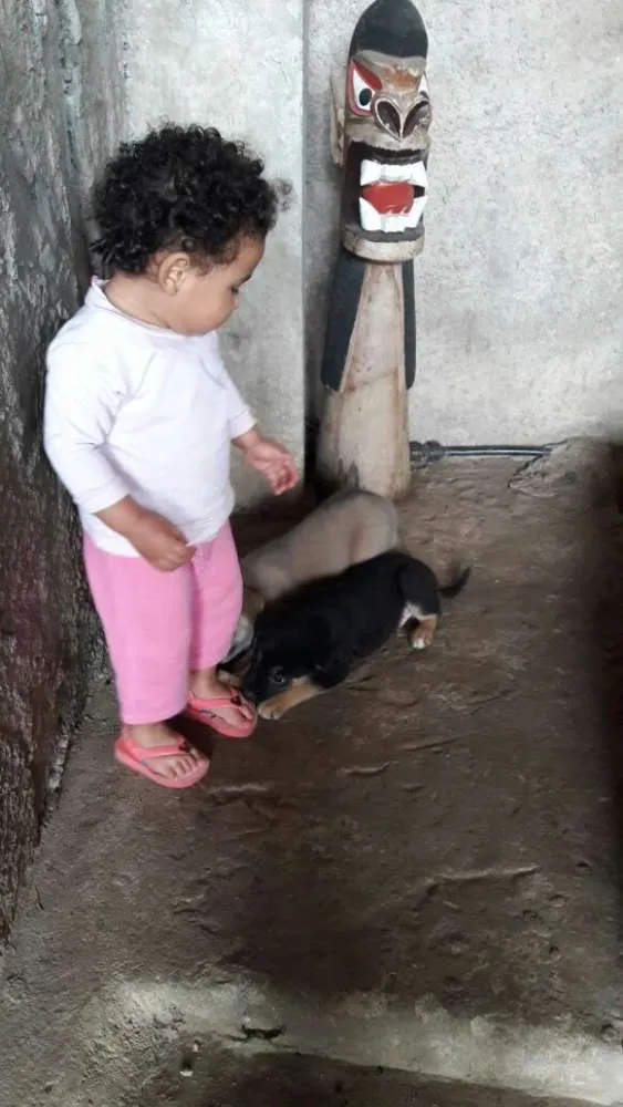 Cachorro raça SRD idade 2 a 6 meses nome Não tem