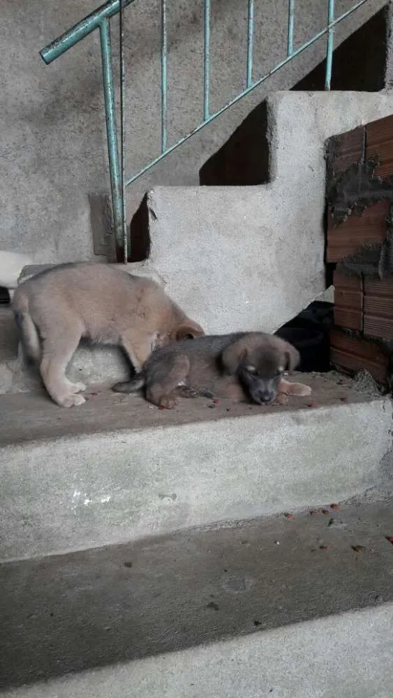 Cachorro raça SRD idade 2 a 6 meses nome Não tem