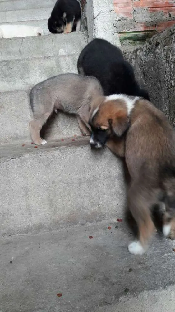 Cachorro raça SRD idade 2 a 6 meses nome Não tem