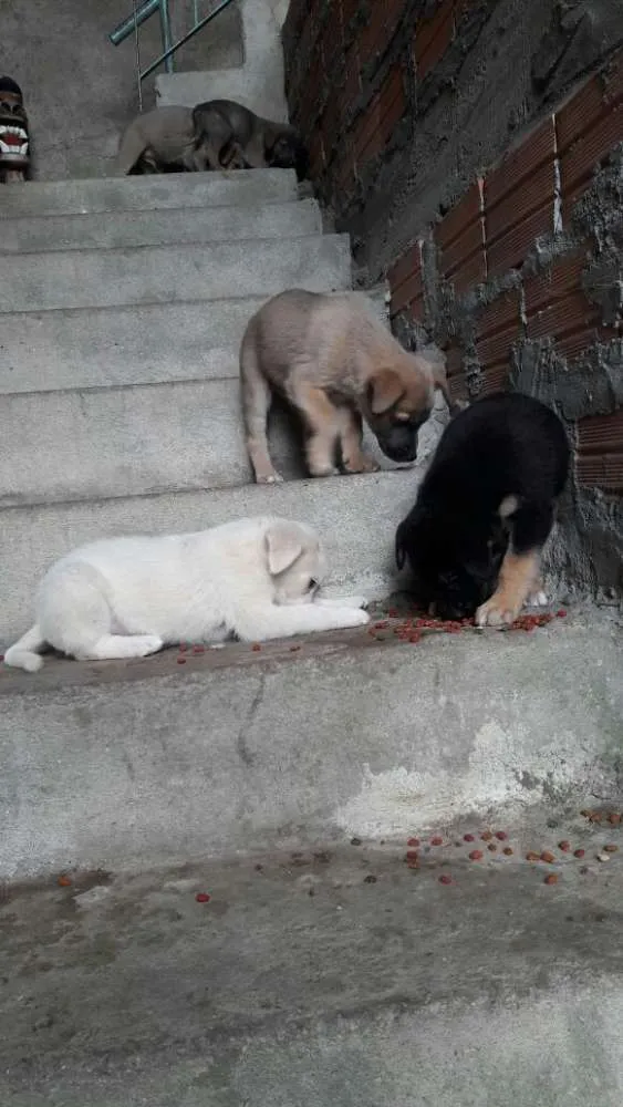 Cachorro raça SRD idade 2 a 6 meses nome Não tem