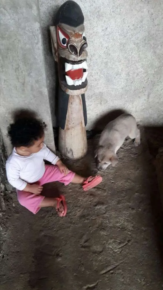 Cachorro raça SRD idade 2 a 6 meses nome Não tem