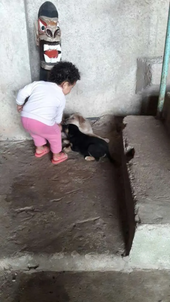 Cachorro raça SRD idade 2 a 6 meses nome Não tem