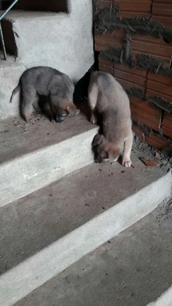 Cachorro raça SRD idade 2 a 6 meses nome Não tem