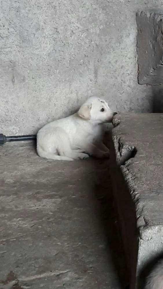 Cachorro raça SRD idade 2 a 6 meses nome Não tem