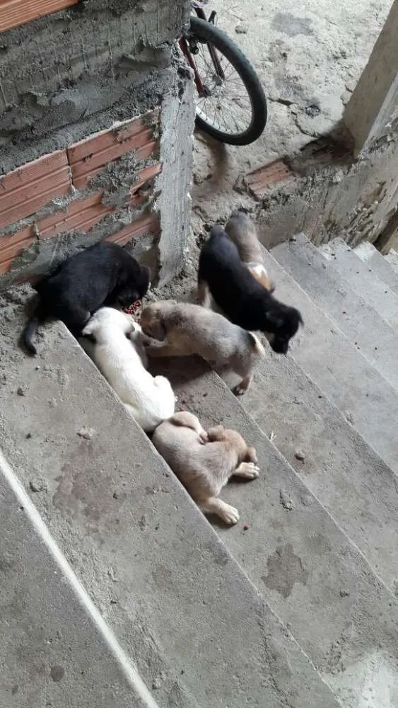 Cachorro raça SRD idade 2 a 6 meses nome Não tem