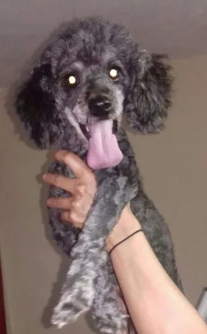 Cachorro raça Poodle idade 1 ano nome Suzi