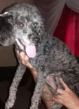 Suzi