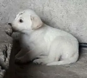 Cachorro raça SRD idade 2 a 6 meses nome Não tem
