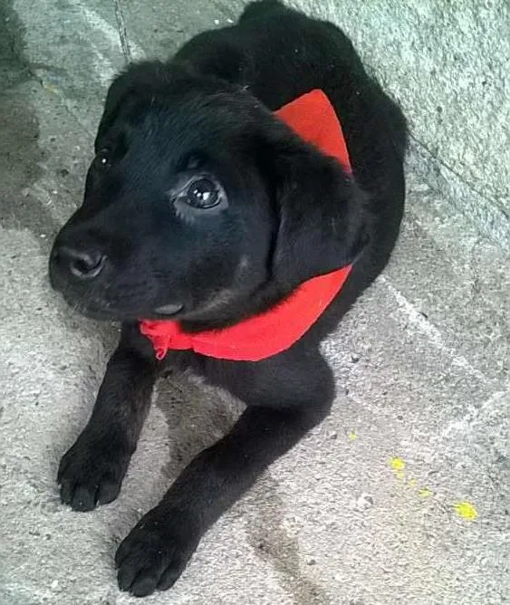 Cachorro ra a SRD idade 2 a 6 meses nome Massami e Amora