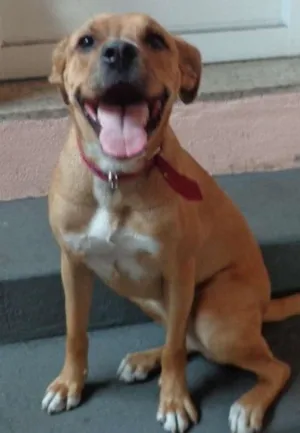 Cachorro raça mix idade  nome Tina