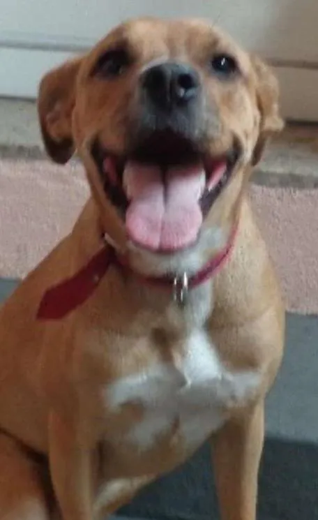 Cachorro ra a mix idade  nome Tina