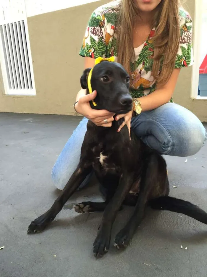 Cachorro ra a SRD idade 7 a 11 meses nome Olivia