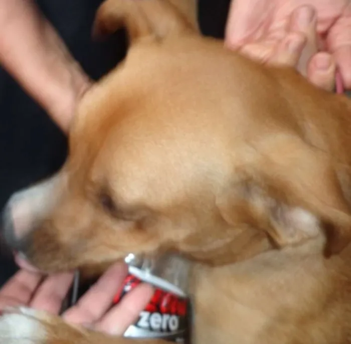 Cachorro ra a mix idade  nome Tina