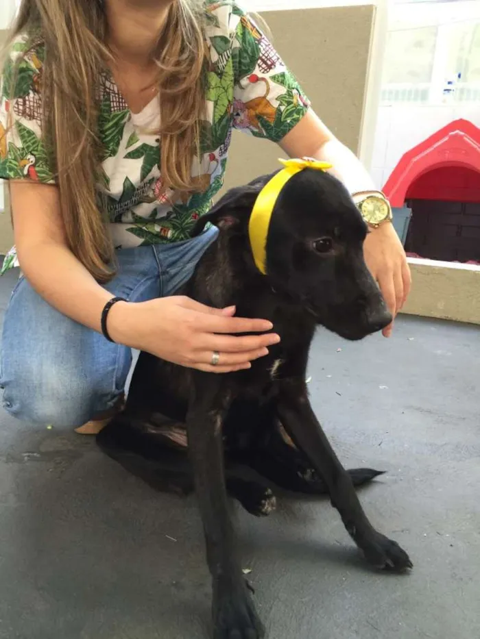 Cachorro ra a SRD idade 7 a 11 meses nome Olivia