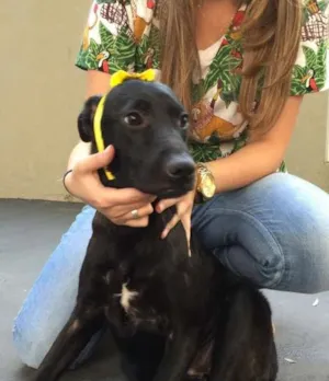 Cachorro raça SRD idade 7 a 11 meses nome Olivia