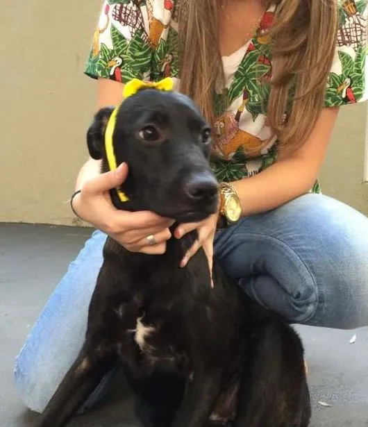 Cachorro ra a SRD idade 7 a 11 meses nome Olivia