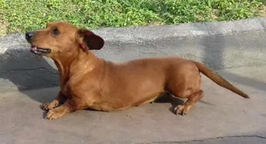 Cachorro ra a Basset-Cofap idade 6 ou mais anos nome Mel