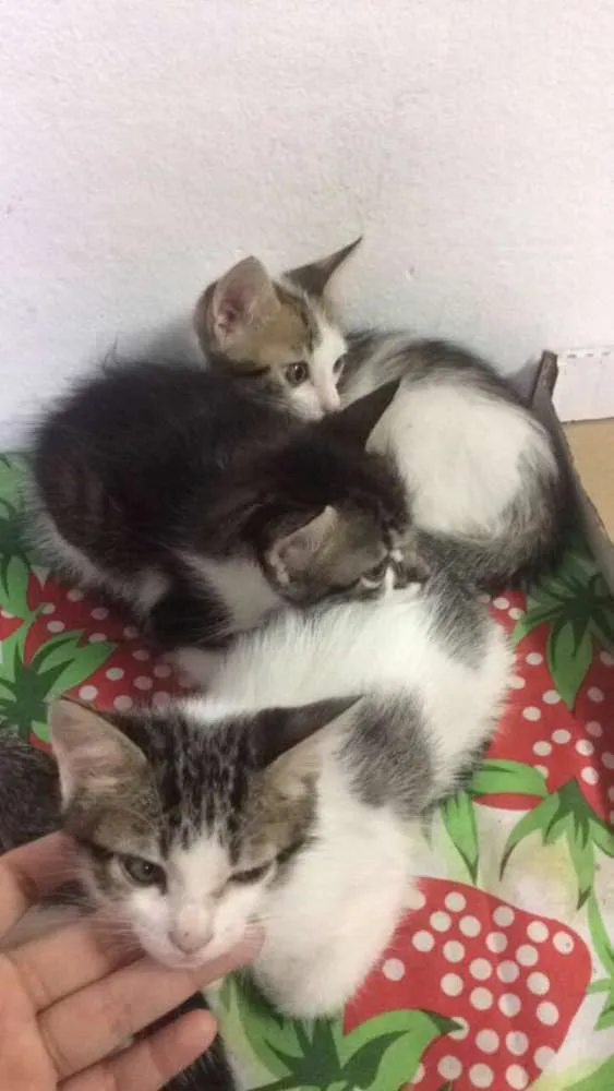 Gato ra a SRD idade Abaixo de 2 meses nome ADOÇÃO DE 3 GATINHAS