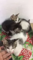 ADOÇÃO DE 3 GATINHAS