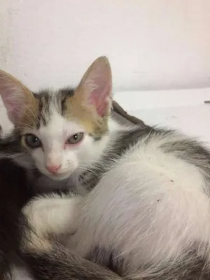 Gato raça SRD idade Abaixo de 2 meses nome ADOÇÃO DE 3 GATINHAS