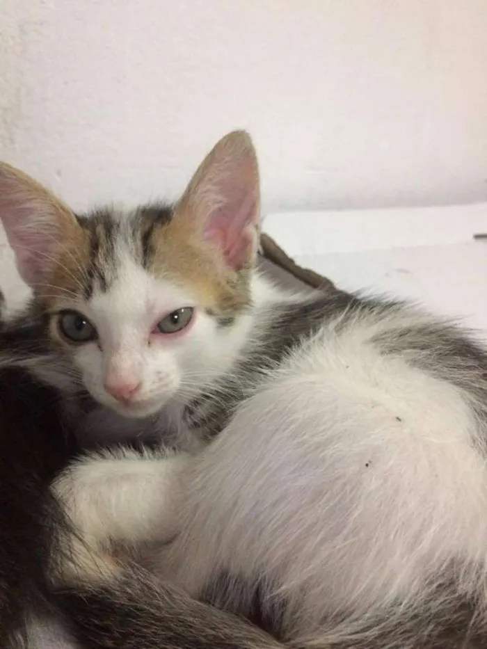 Gato ra a SRD idade Abaixo de 2 meses nome ADOÇÃO DE 3 GATINHAS