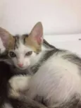 ADOÇÃO DE 3 GATINHAS