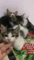ADOÇÃO DE 3 GATINHAS