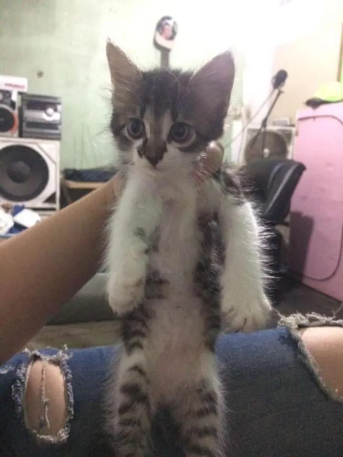 Gato ra a SRD idade Abaixo de 2 meses nome ADOÇÃO DE 3 GATINHAS